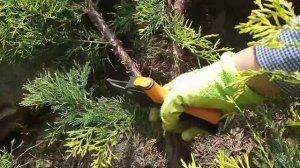 Формирующая и санитарная обрезка среднего можжевельника