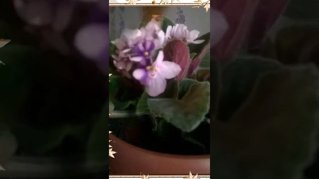 InShot 20210323 165237775 смотреть онлайн