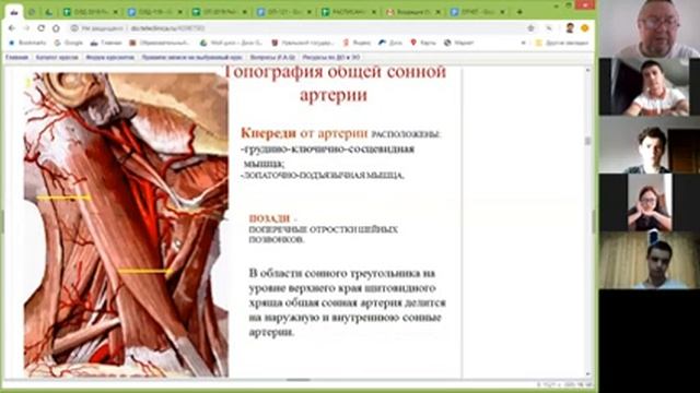 Артерии и вены головы и шеи