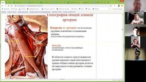 Артерии и вены головы и шеи