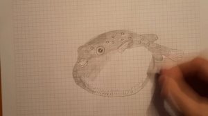 рисуем рыбу фугу