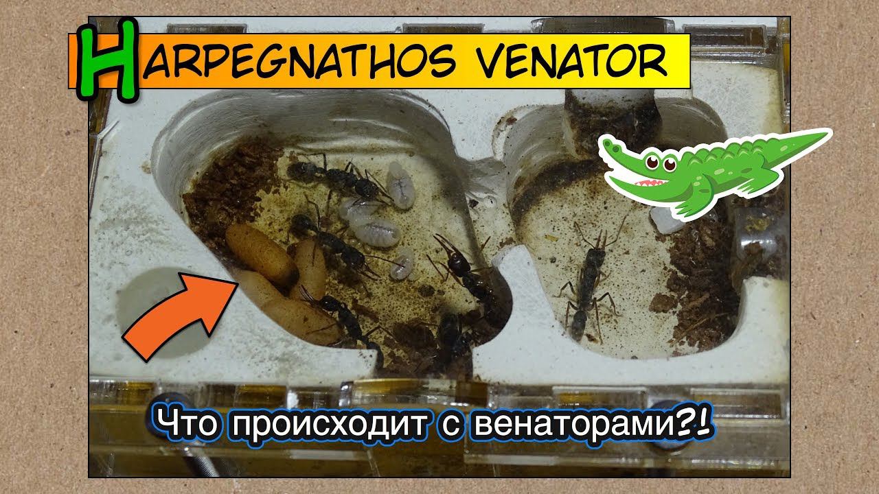 Что происходит с венаторами? ● Harpegnathos venator смотреть онлайн