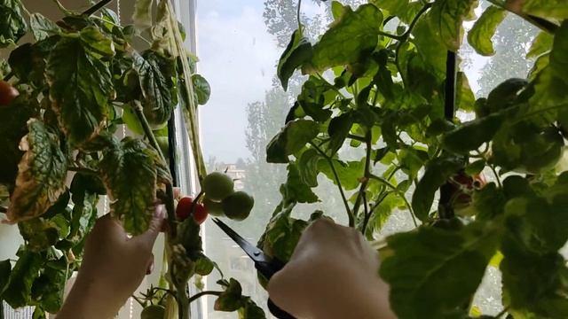 Обзор Огорода на Балконе 2022, Часть5. Богатый Урожай Помидор в Городской Квартире. смотреть онлайн
