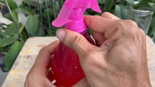 Trẻ Hoá Và Hồi Sinh Rễ Khoẻ Cho Phong Lan Bị Thối Sẽ Mau Phát Triển смотреть онлайн