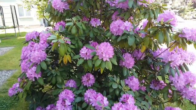 Learn Polish | Pięknie kwitnie rododendron смотреть онлайн