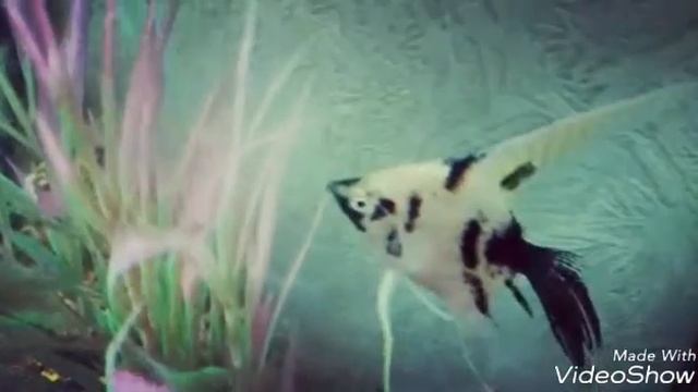 Скалярии. И информация о жизни.