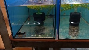 Разведение коридорасов. Корики Блэк и Штерба.