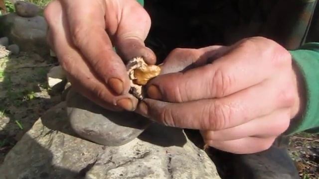 Черный орех. Как легко открыть + демонстрация классного сорта - толщина скорлупы и процент ядра смотреть онлайн