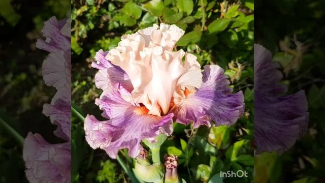 Ирис Fruited Plain Sutton 12 смотреть онлайн