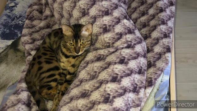 ТОП 10 ФАКТОВ ОБО МНЕ