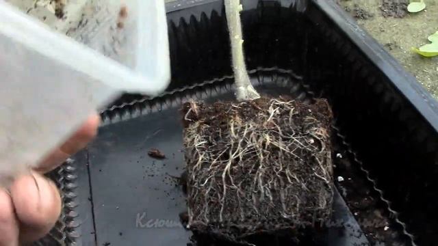 ВЫРАЩИВАЕМ ИЗ СТАРЫХ СЕМЯН (часть 4) НАРАЩИВАЕМ КОРНЕВУЮ СИСТЕМУ. смотреть онлайн