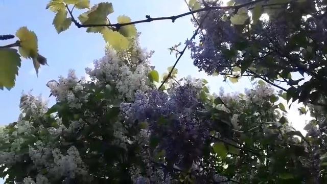 Сирень цветет. смотреть онлайн