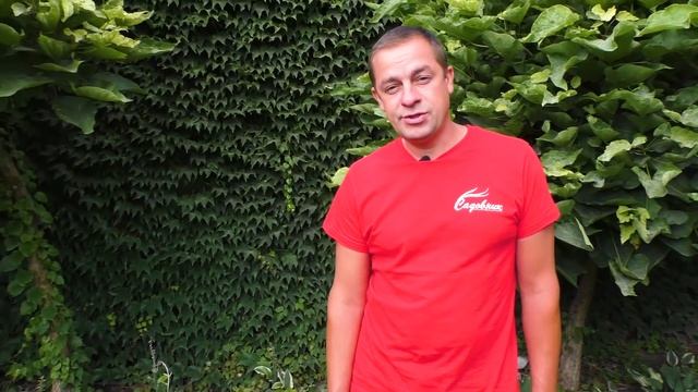 Как украсить стену? Растение Скалолаз. Лучший обзор. Партеноциссус смотреть онлайн