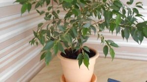 Чем подкормить рассаду? Выбираю удобрение Фертика Люкс!