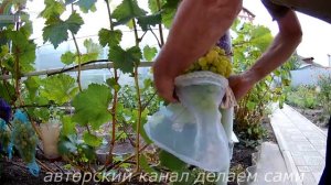 Средства борьбы с осами на винограднике. Как защитить виноград от ос. Защита винограда от ос