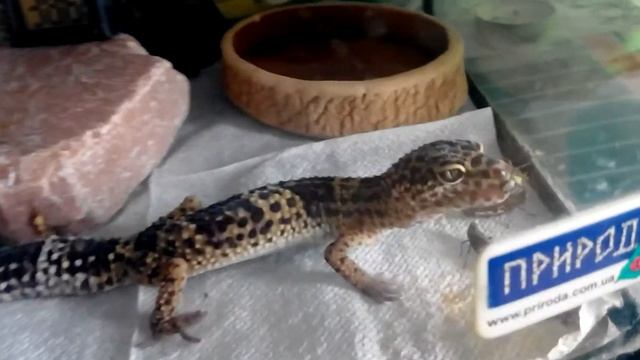 ГЕККОН ( эублефар ) как питается. смотреть онлайн