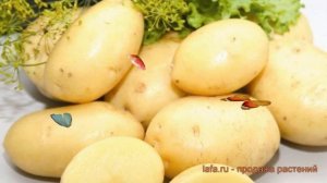 Картофель семенной Импала ? картофель Импала обзор: как сажать семенной картофель картофеля Импала