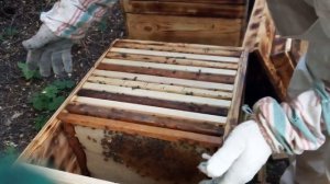 Пчелопакет, быстрое развитие, улей - лежак на 32 рамки. Часть 1