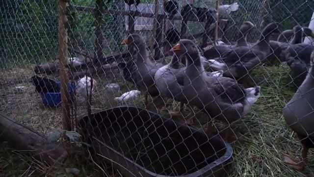 Гуси Крупный серый, возраст 1,5 месяца. Гусята породы "Крупная серая". смотреть онлайн