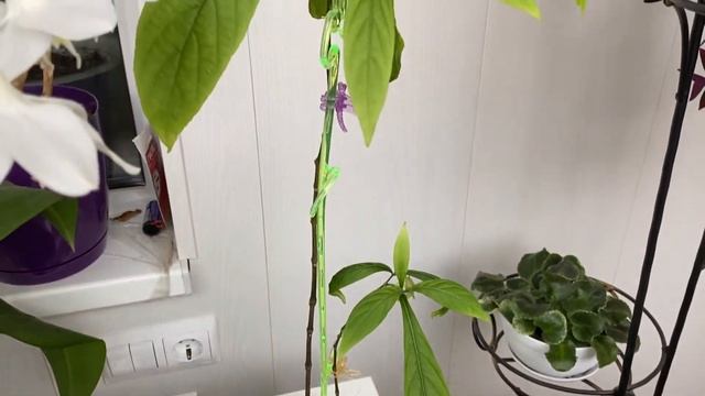 Пахистахис жёлтый (толстый колос). Вырос из небольшого побега за 1,5 года, впервые зацвёл. смотреть онлайн