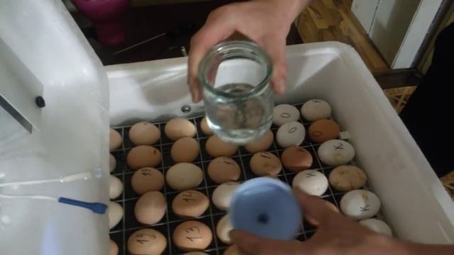 Инкубация куриных яиц. Изменение режима инкубации и овоскопирование яиц. Часть 3 смотреть онлайн