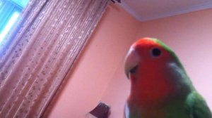 Попугай неразлучник