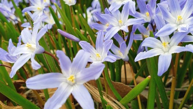 Chionodoxa Forbesii - Enjoy Beautiful Flowers