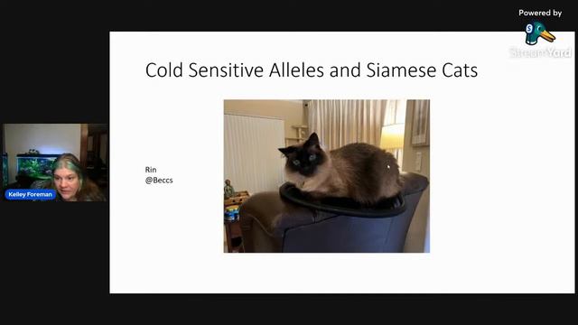 Science is FUNdamental! Episode 2: Let's Talk About Cats! смотреть онлайн