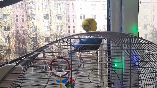 КАК ПОЗНАКОМИТЬ ПОПУГАЕВ | 2 день | Тикки против Микки??? | dashonok смотреть онлайн