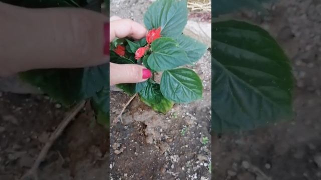 Клумба из вегетативки за 2000 смотреть онлайн
