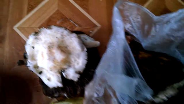 Mushrooms смотреть онлайн