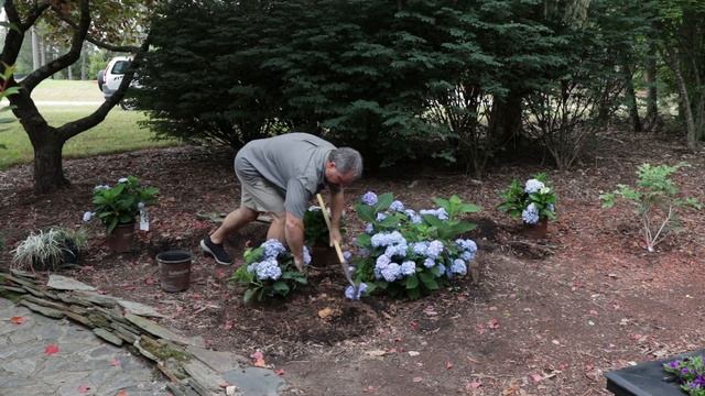 Planting Dear Dolores™ and ‘Big Daddy’ Hydrangeas?? смотреть онлайн
