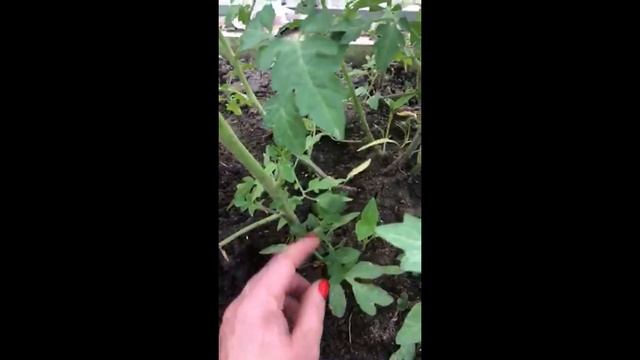 Как пасынковать помидоры в теплице - самое простое объяснение