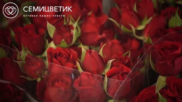 Обзор постувки: красные кустовые розы смотреть онлайн