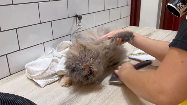 Desembolo do gato persa no toppet - Tosadora Experiente смотреть онлайн