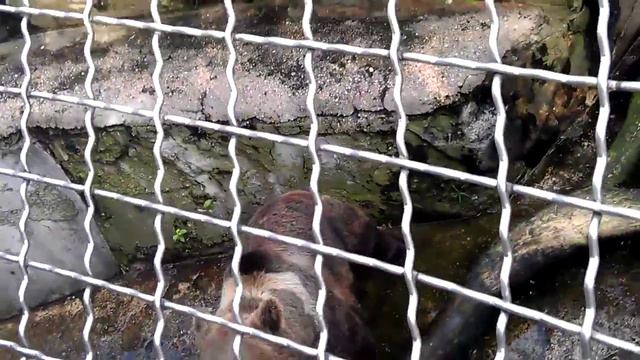 Косолапые попрошайки смотреть онлайн