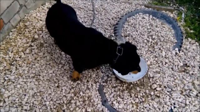 Общаемся с собакой смотреть онлайн