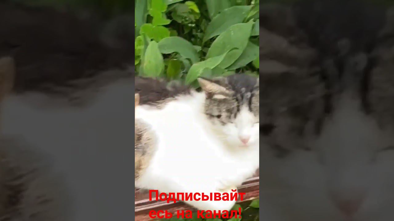 Кошачья Семья в сборе! смотреть онлайн