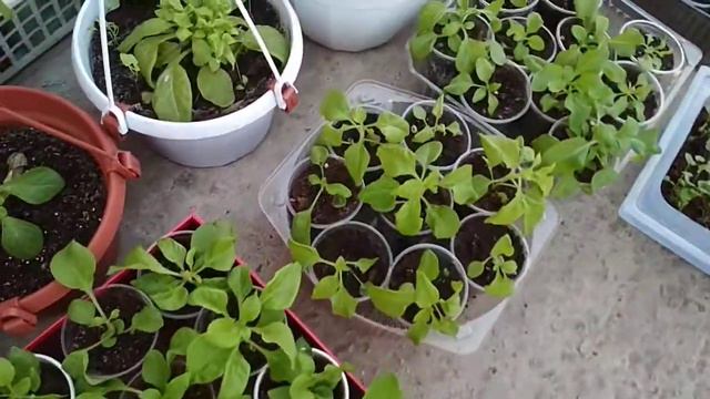 Петуния, закаливание рассады. смотреть онлайн