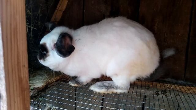 жара и кролики. крик души. мои калифорнийские кролики смотреть онлайн