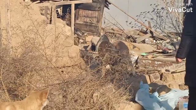 Важно оставаться человеком! Be Human | Homeless Animals | Help | Feeding the dogs смотреть онлайн