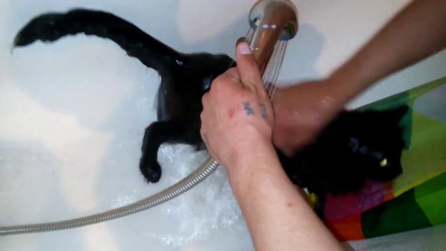 Бегемот моется смотреть онлайн