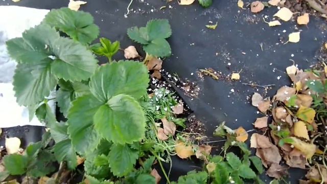 Набросайте всего по 1 ложке этого под клубнику осенью и ждите большого урожая летом! смотреть онлайн