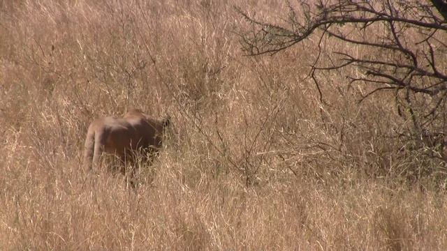 Lion Hunts Gazelle in Serengeti смотреть онлайн