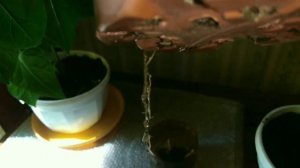 МИРАБИЛИС  все о ночной красавице от семян до пышного цветения дома