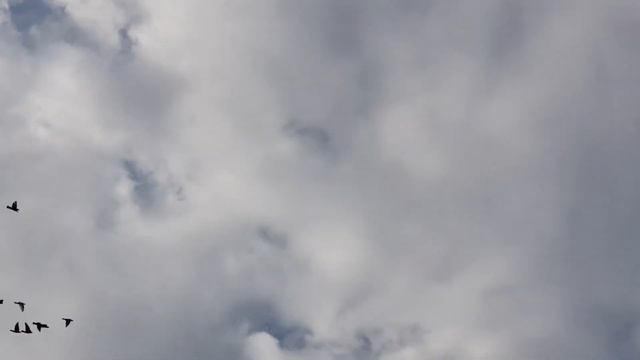 27.08.19 Вечерняя тренировка голубей. Evening training pigeons. смотреть онлайн