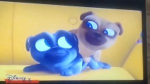 Дружные мопсы