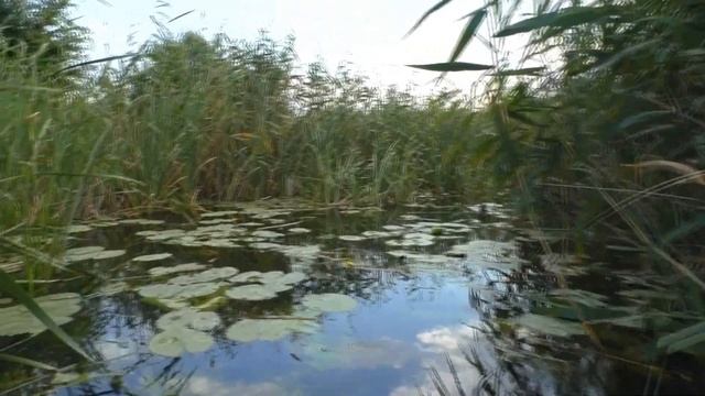 СПЛАВ НА БАЙДАРКЕ ПО РЕКЕ БИТЮГ 2021 | #1 Джунгли Битюга смотреть онлайн