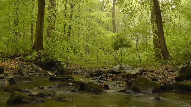Nature-Sound Relaxation-Soothing Forest Birds Singing-Relaxing Sleep Sounds-Without Music ПЕНИЕ ПТИ смотреть онлайн