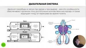 БИОЛОГИЯ ОГЭ - Кровеносная и дыхательная система птиц